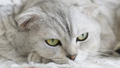 九游官网-济科：迭戈是我一生挚友 一年前他在我家里哭了